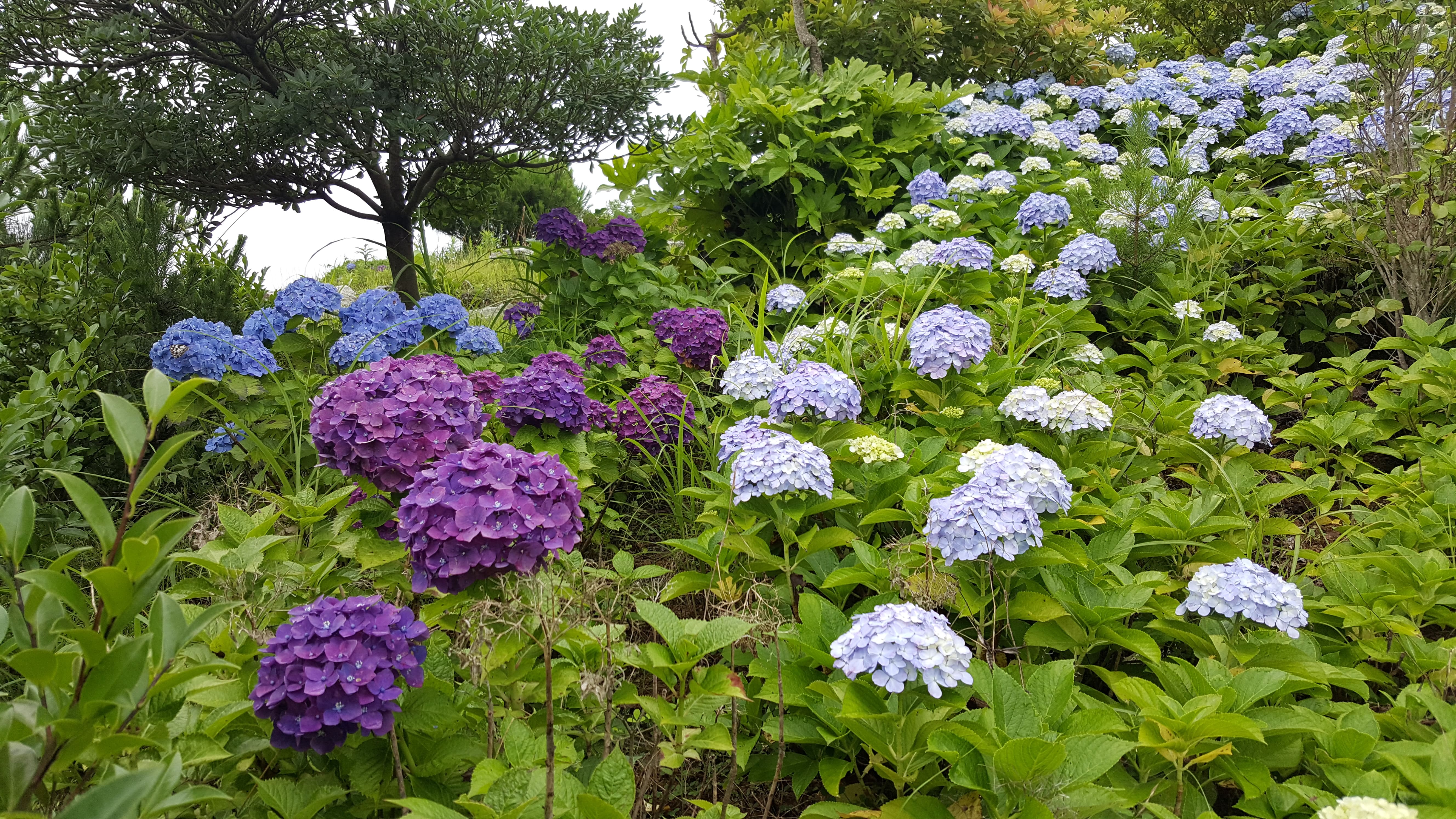 20160705_100301.jpg