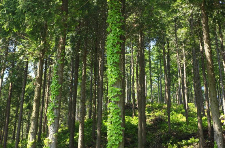 ��ɻ� �ڿ��޾縲_���ѱ��������� �����ڸ���-�ѱ��������� ����ȣ.JPG