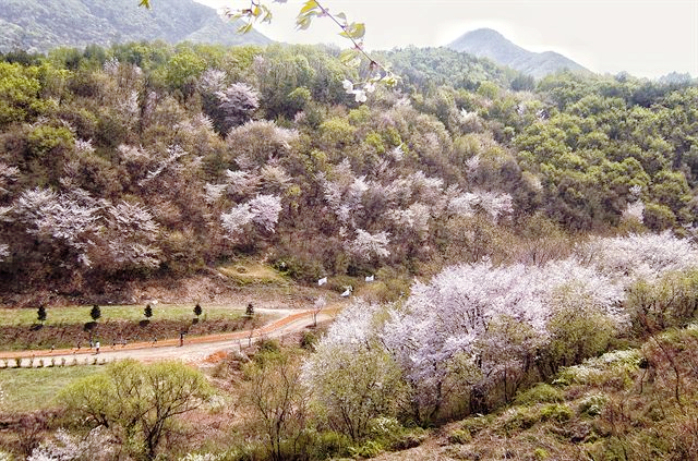 �ݻ� ������ ��� ������ Ʈ��ŷ_����.jpg