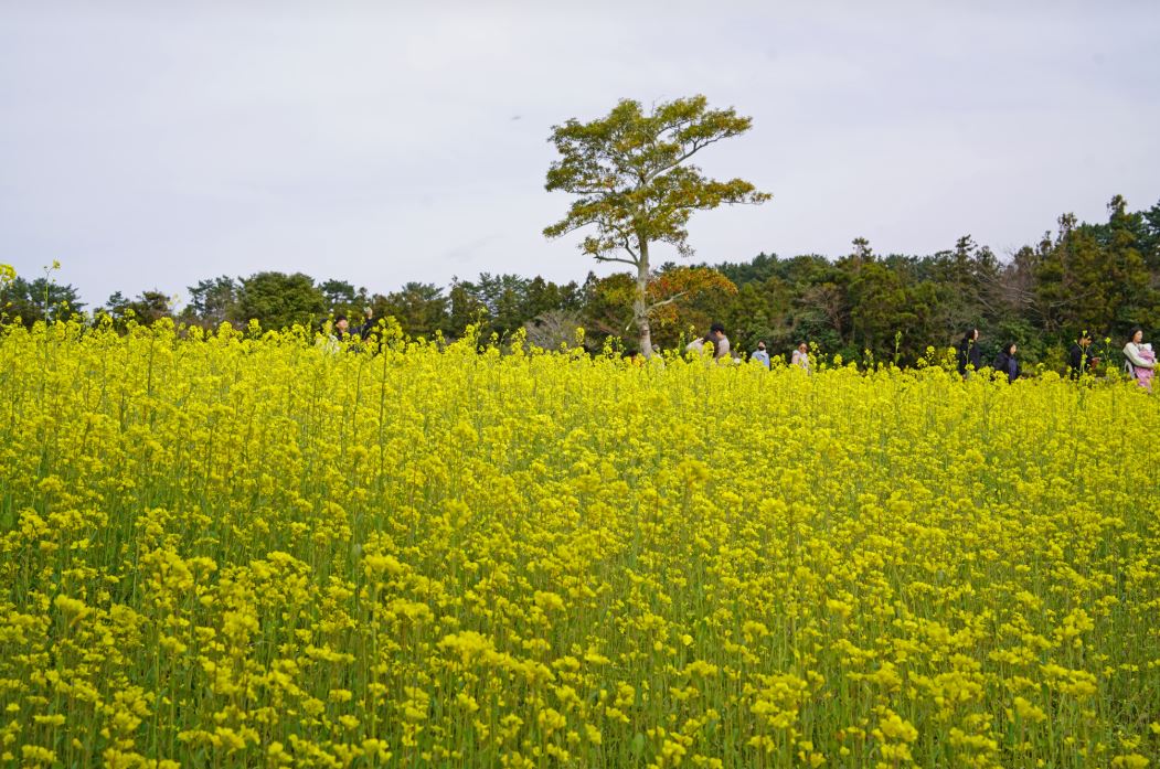 ????��? ?????????2_??????? ?o??.JPG